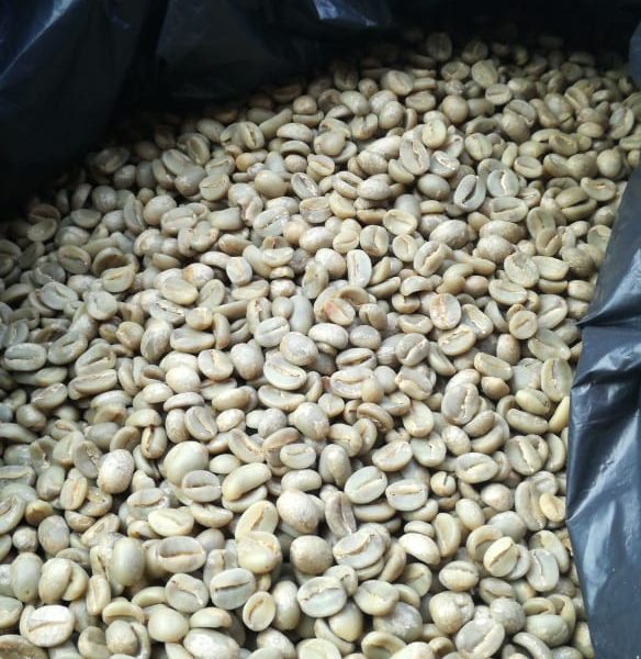 Café Americano verde